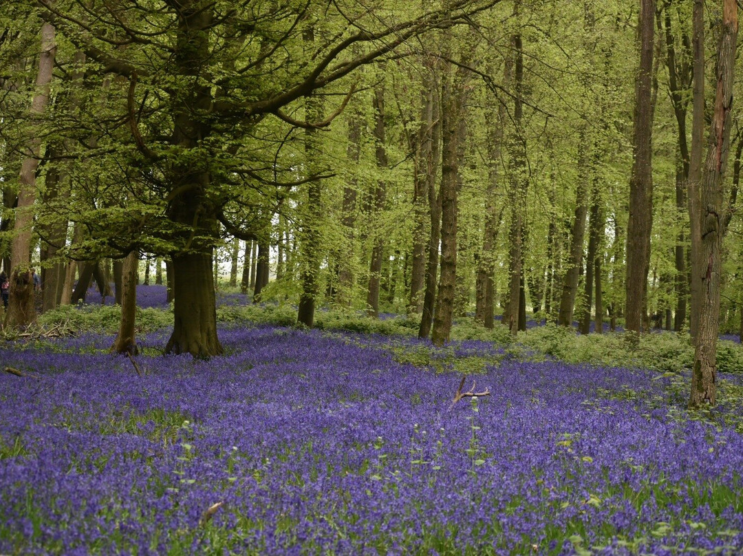 National Trust - Ashridge Estate-Berkhamsted必去景点