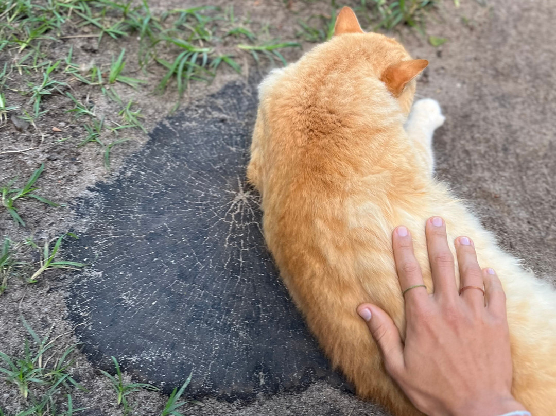 Caraiva Guesthouse主图