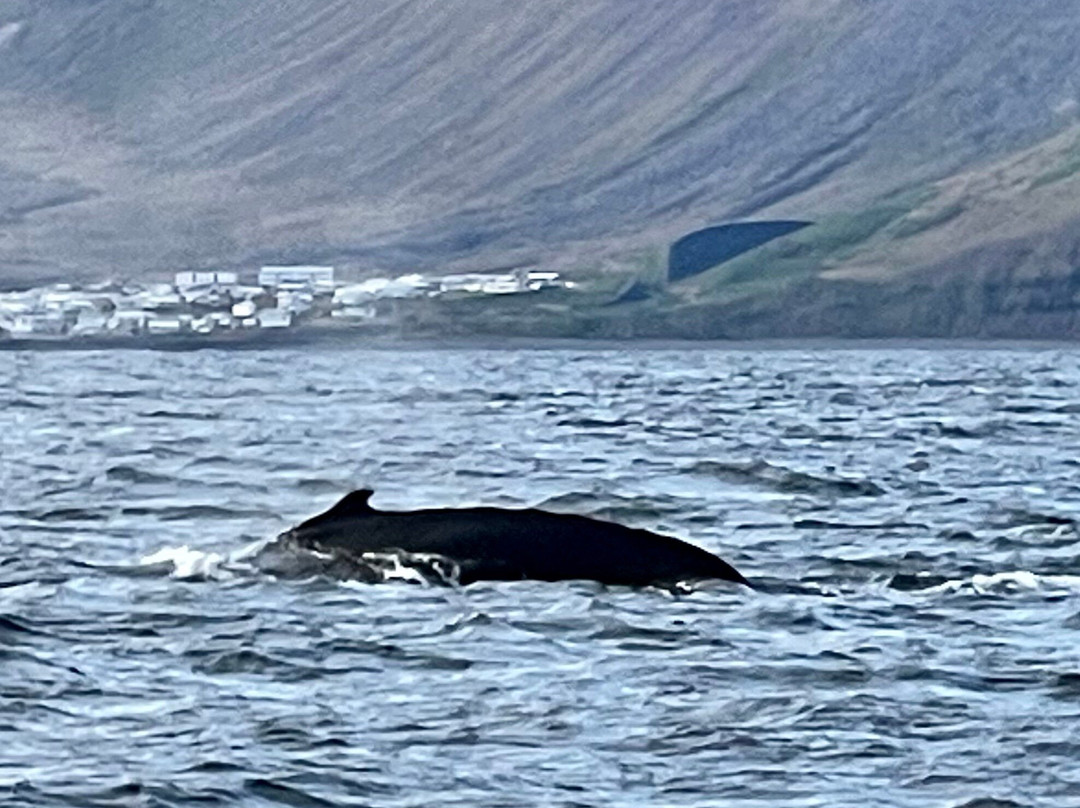 Westfjords Tourist Information-伊萨菲厄泽必去景点