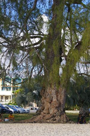 Rockley Beach-Rockley必去景点