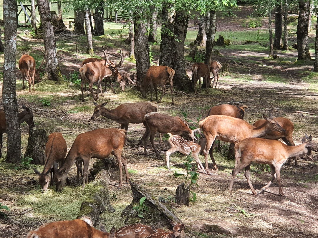 El Bosque De Los Ciervos-Panguipulli必去景点