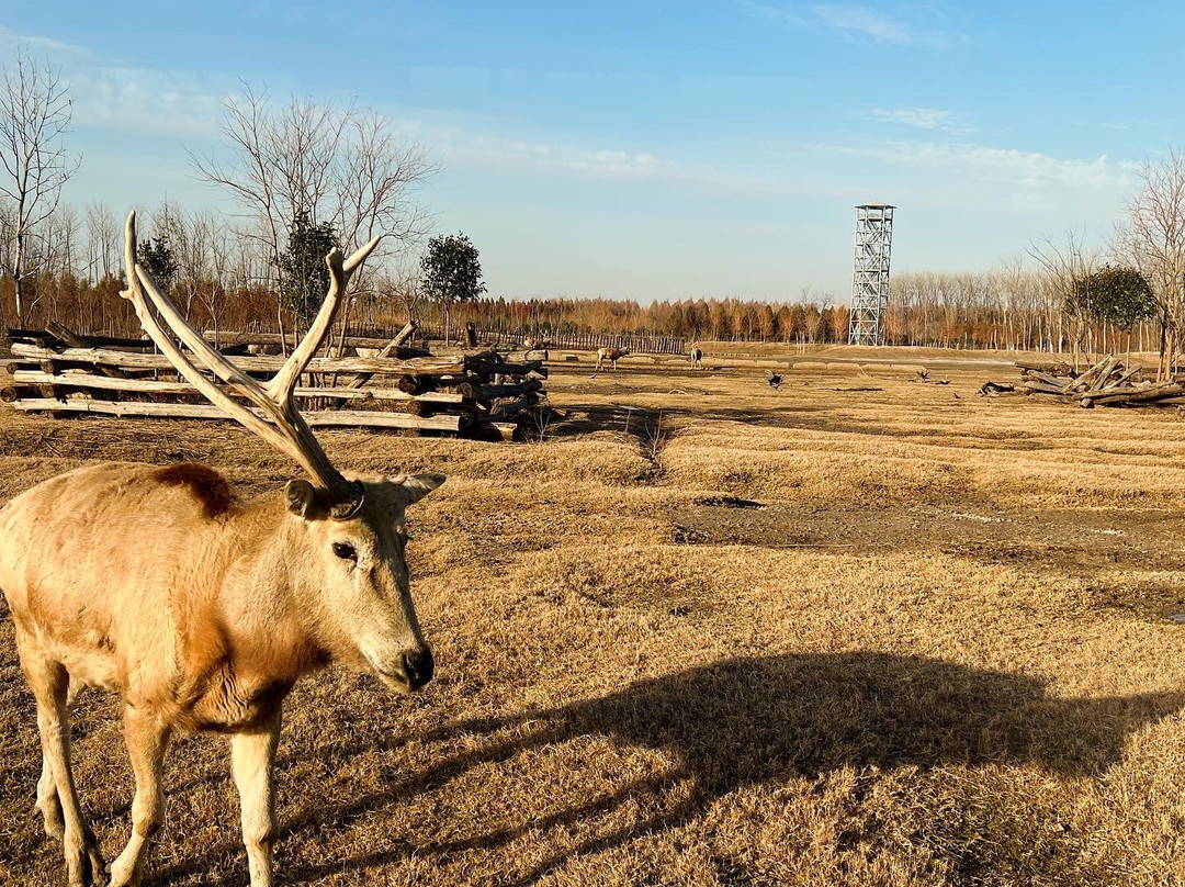 大丰麋鹿保护区-大丰市必去景点