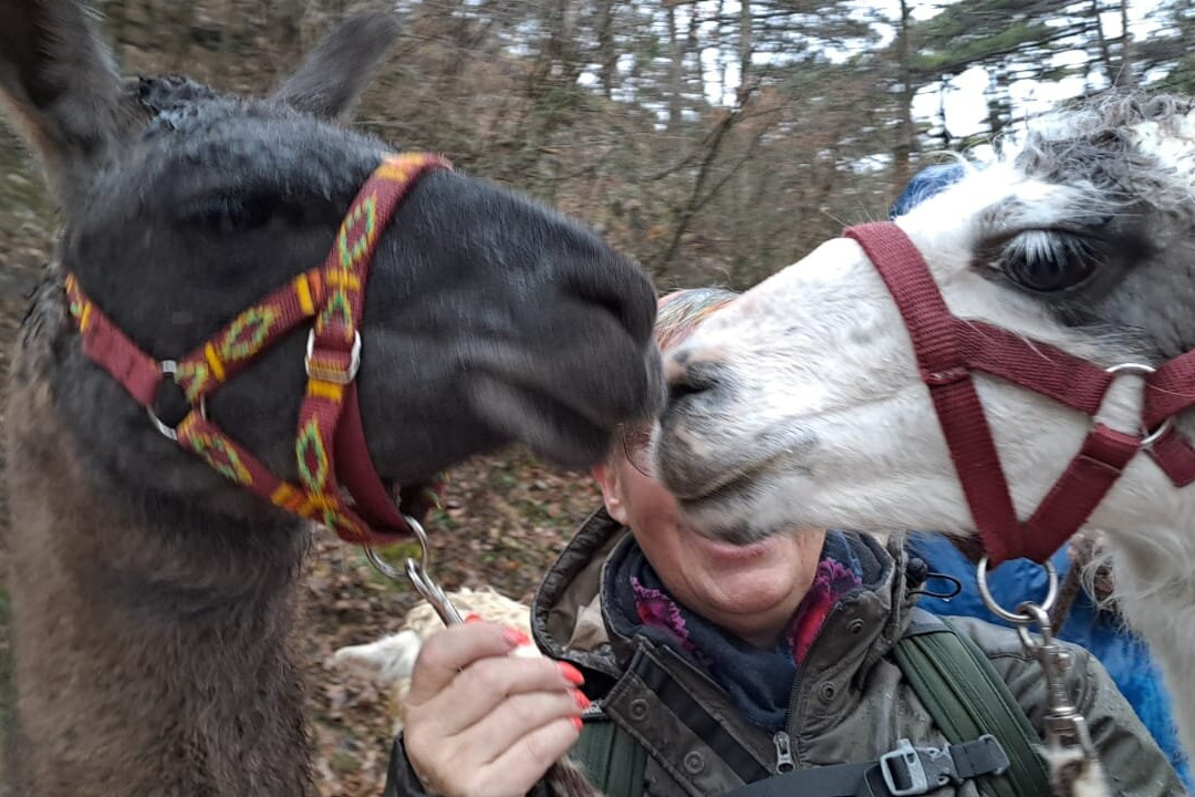 Die Alpaka und Lama Gefährten景点图片