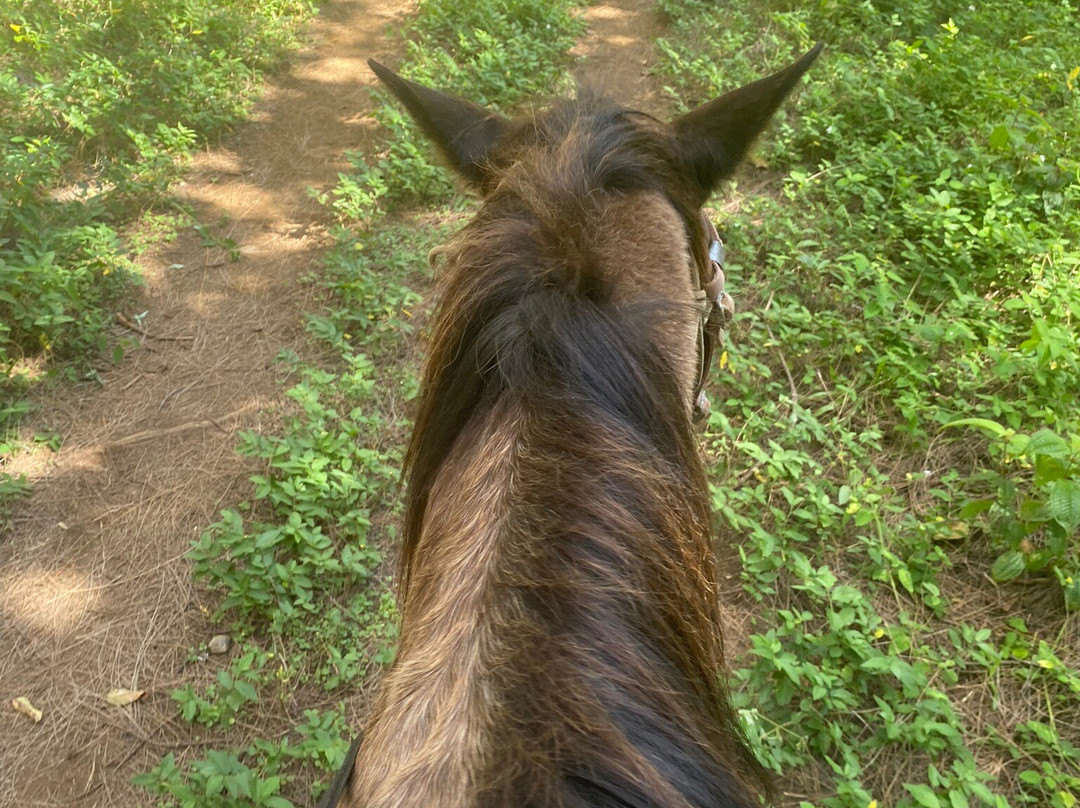 Waipi'o on Horseback景点图片