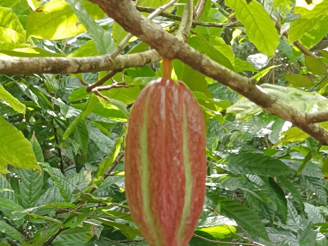 Gwakako-Pointe-Noire必去景点