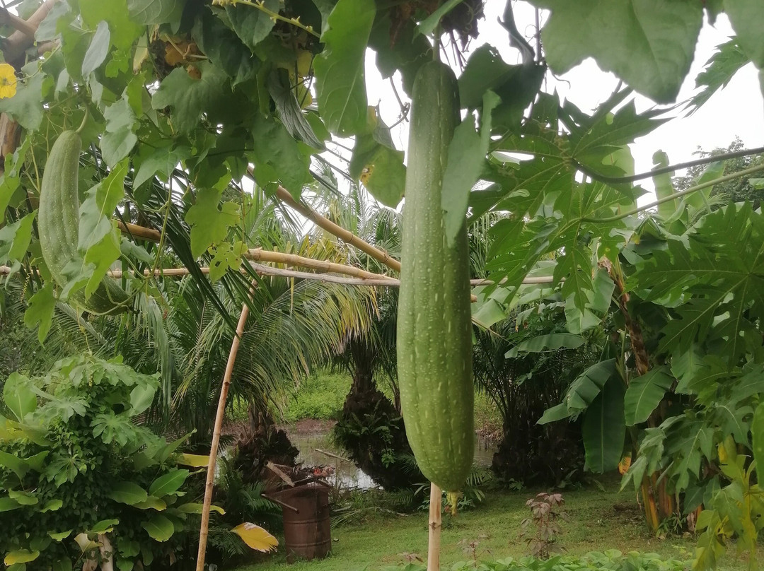 Panamá green Permaculture garden-Las Lajas必去景点