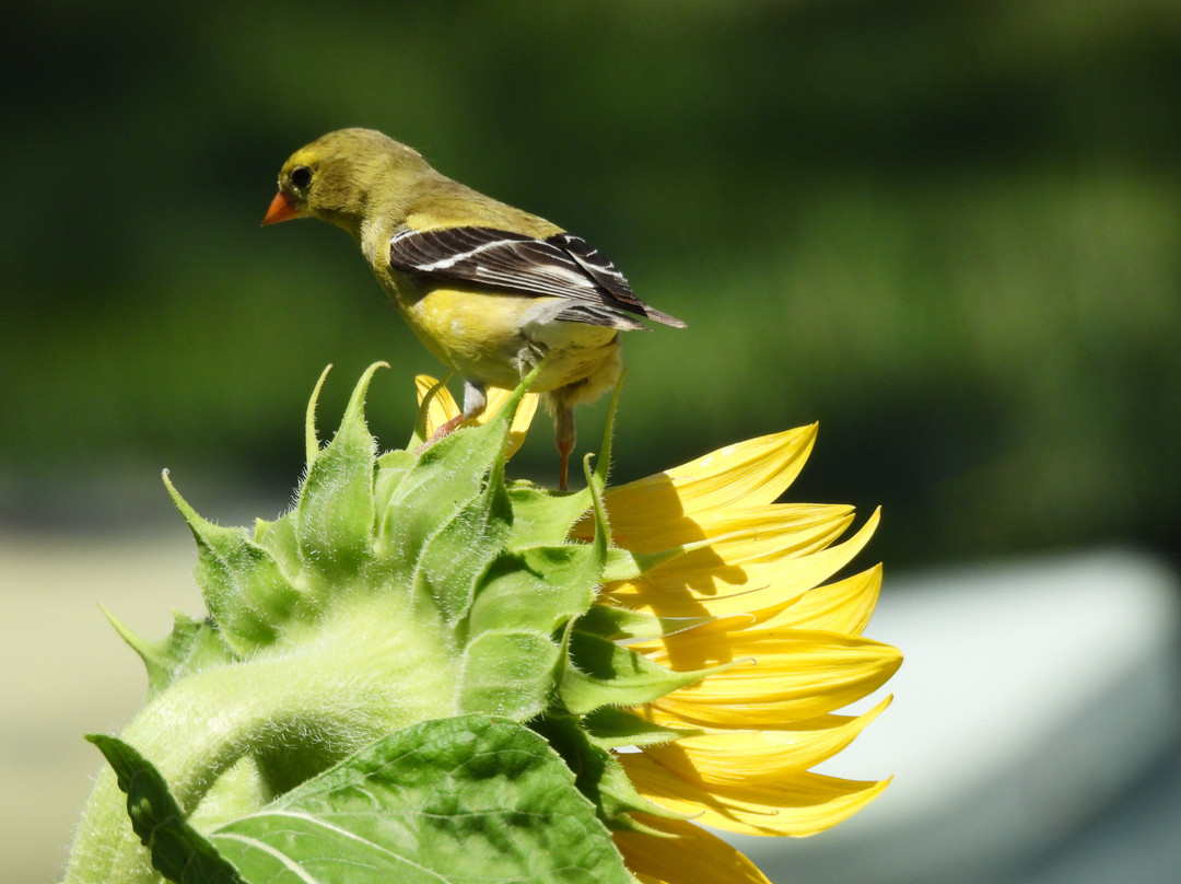 春树林墓园-辛辛那提必去景点