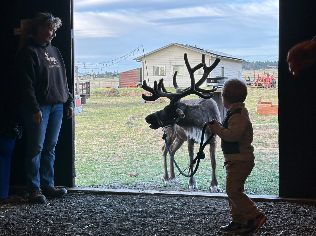 Goldendale Reindeer-Goldendale必去景点