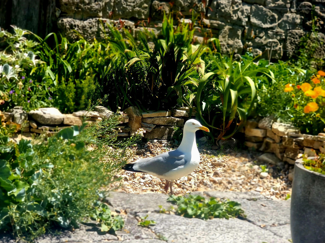 Chiswell Walled Garden-Fortuneswell必去景点