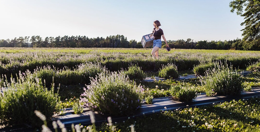 Tullamore Lavender Co.-Arthur必去景点