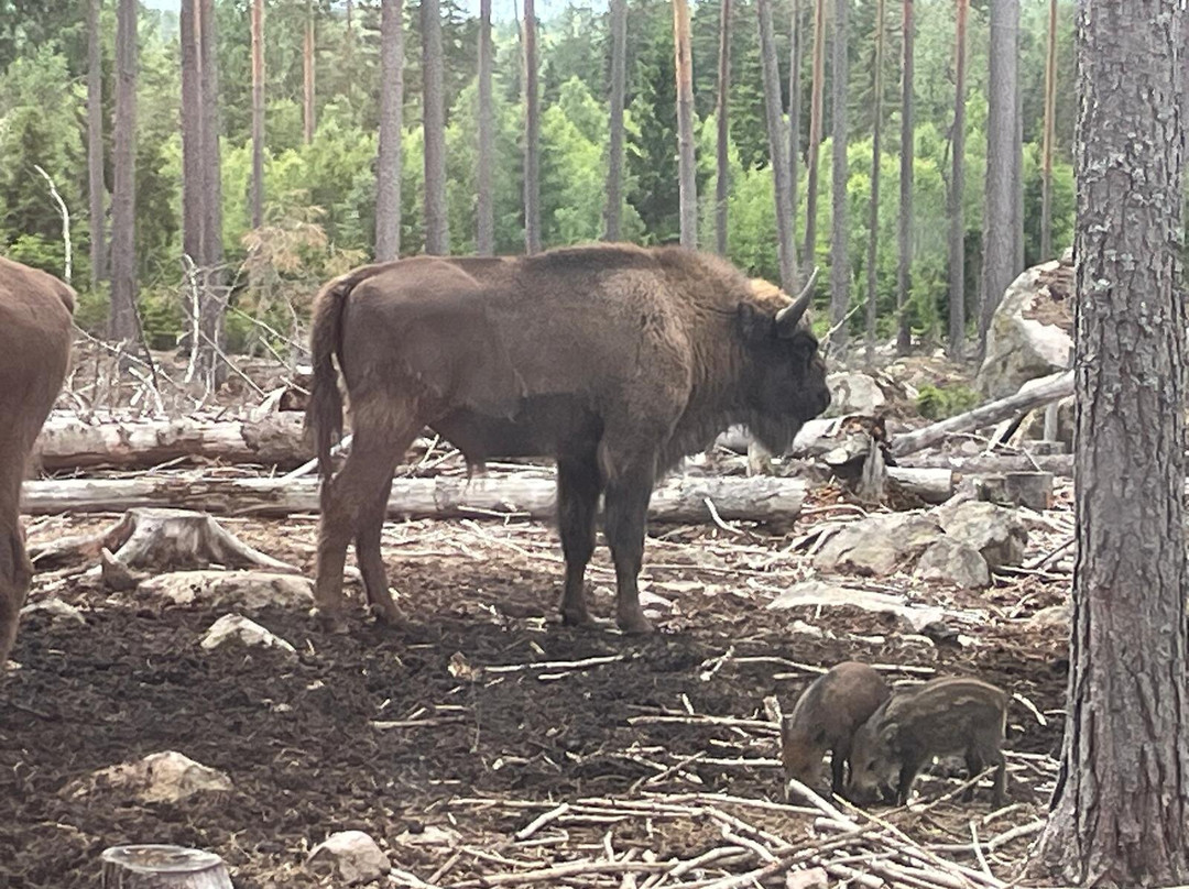 Kosta Safaripark