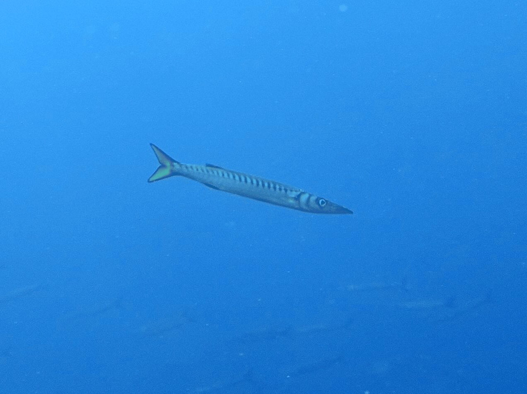 Sao Jorge Dive and Sail Center-Sao Jorge必去景点