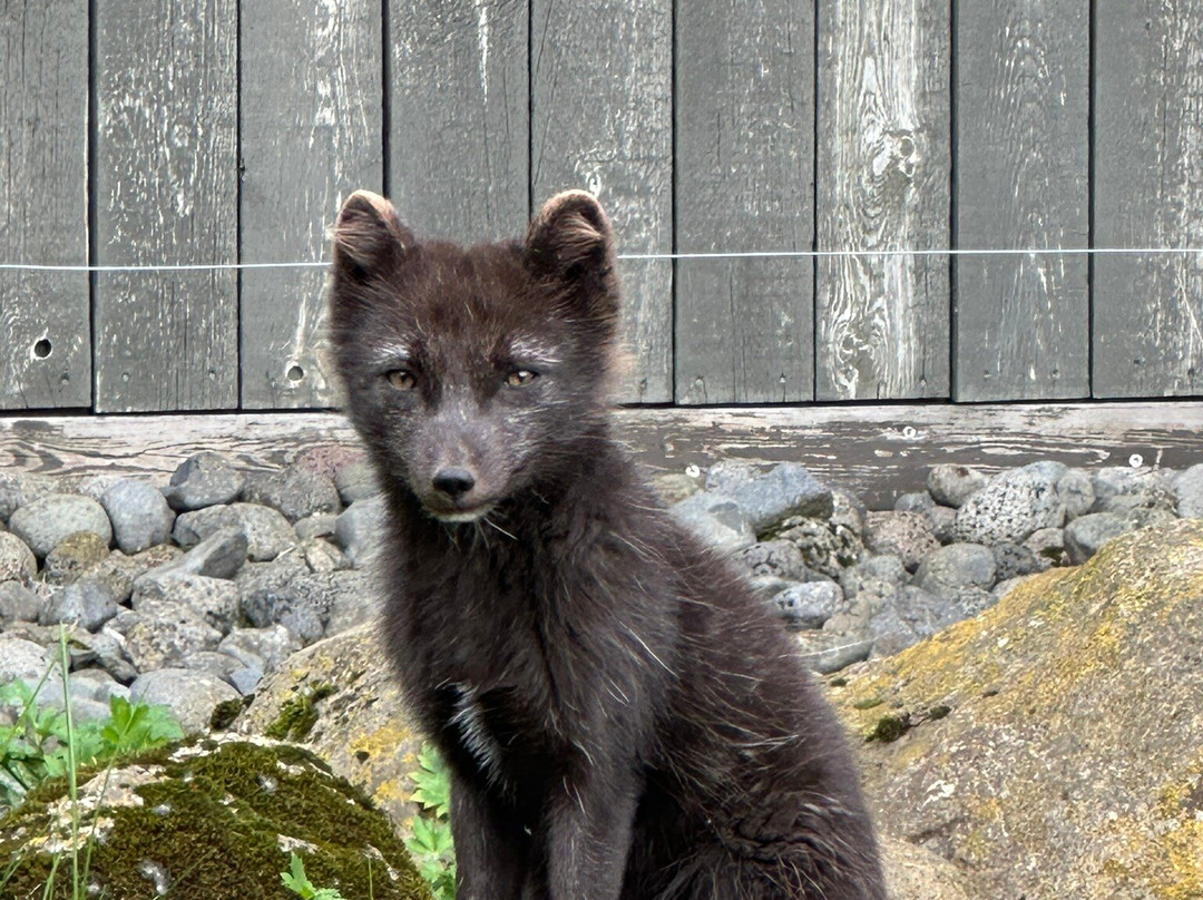 Laugardalur Park-雷克雅未克必去景点