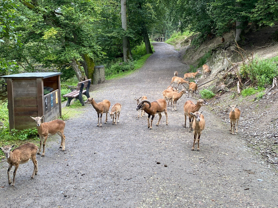 Tierpark Rheinböllen-Rheinbollen必去景点