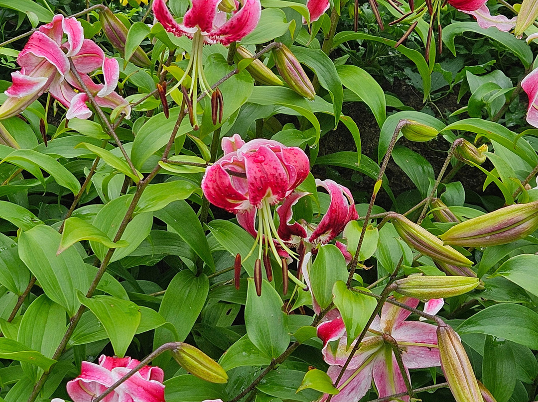 Abby Aldrich Rockefeller Garden景点图片