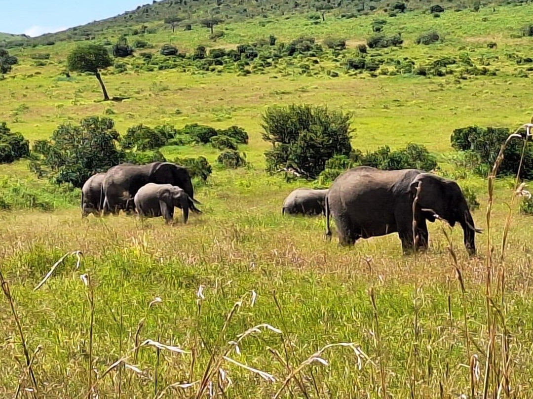 FAMILY LEISURE AFRICA SAFARIS-内罗毕必去景点