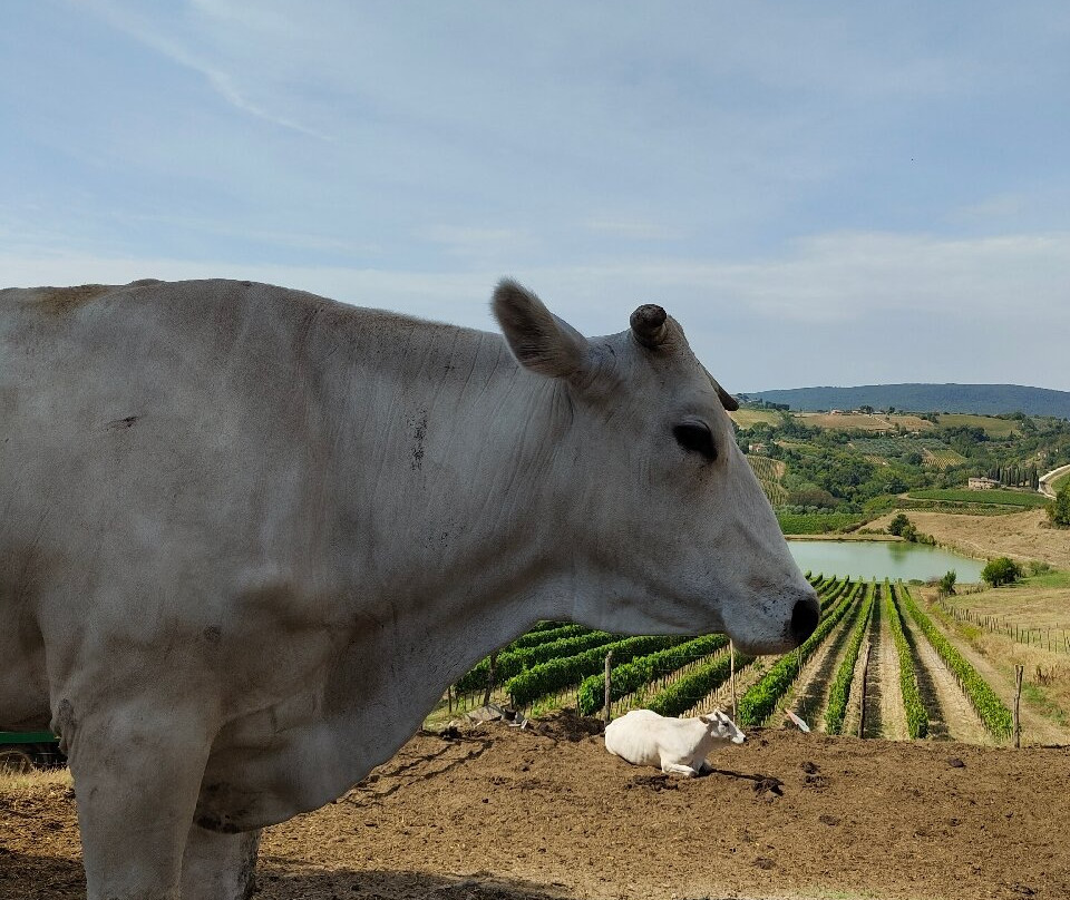 Fattoria Poggio Alloro景点图片