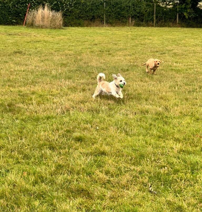 Snoopys Dog Park-Newent必去景点
