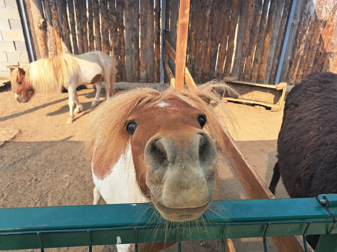 Camel Park Sunny Beach景点图片