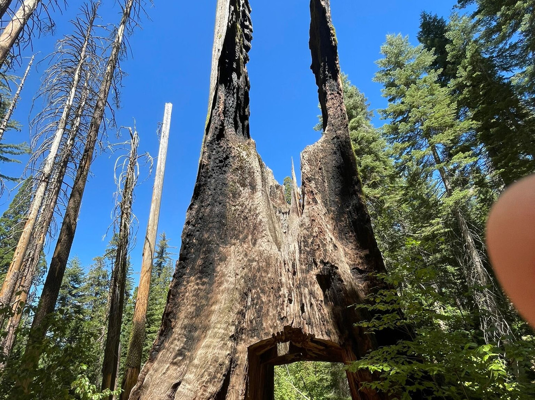 Mariposa Grove of Giant Sequoias景点图片