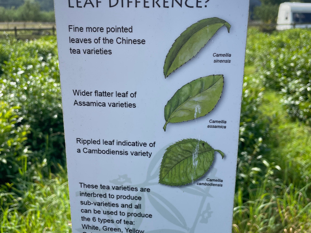 Dartmoor Estate Tea景点图片