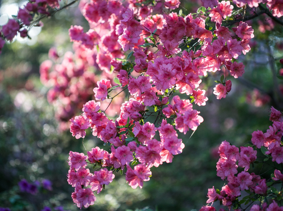 Jenkins Arboretum & Gardens-Devon必去景点