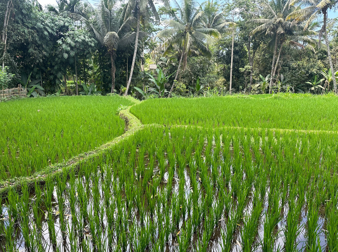 Jago Tour Guide-Tetebatu必去景点
