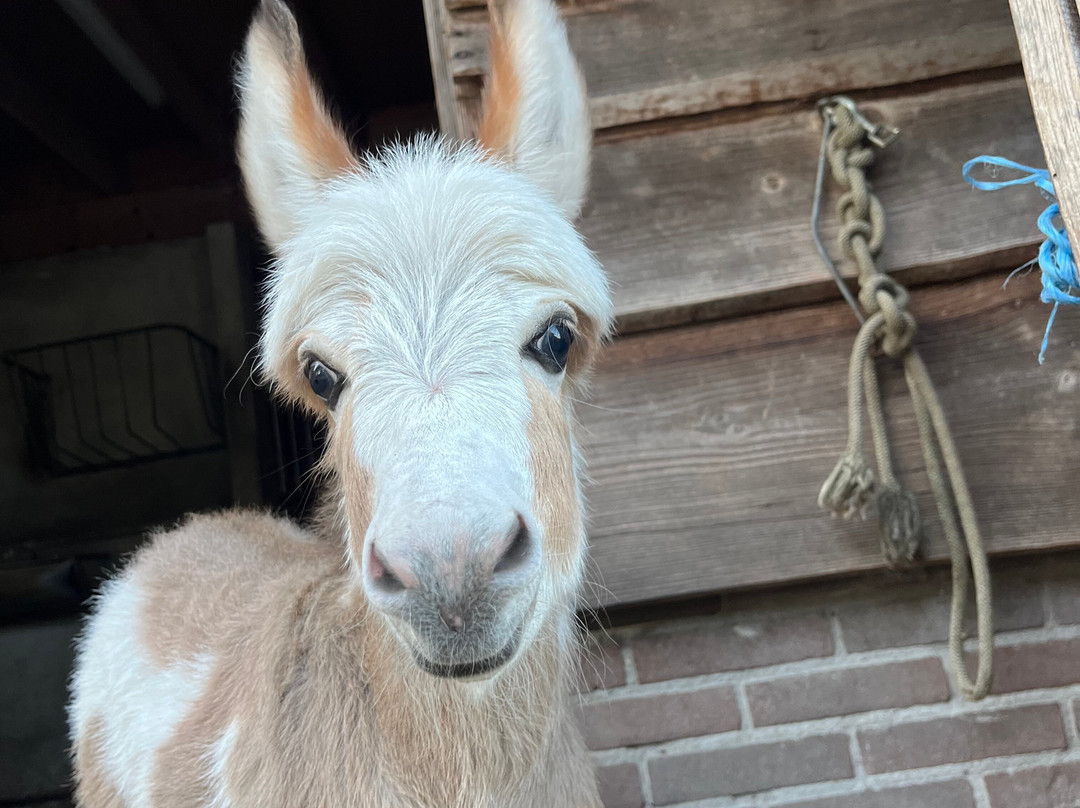 Kampus Dierenhoeve景点图片