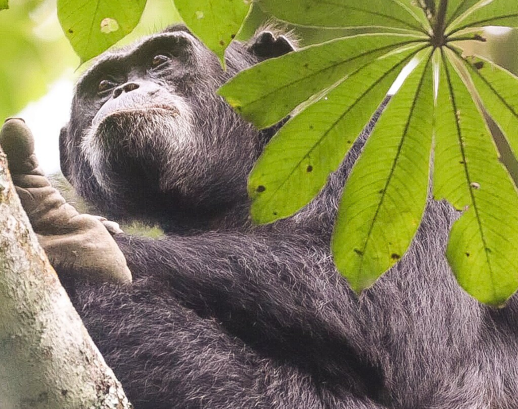 Budongo Forest Chimpanzee Tracking景点图片