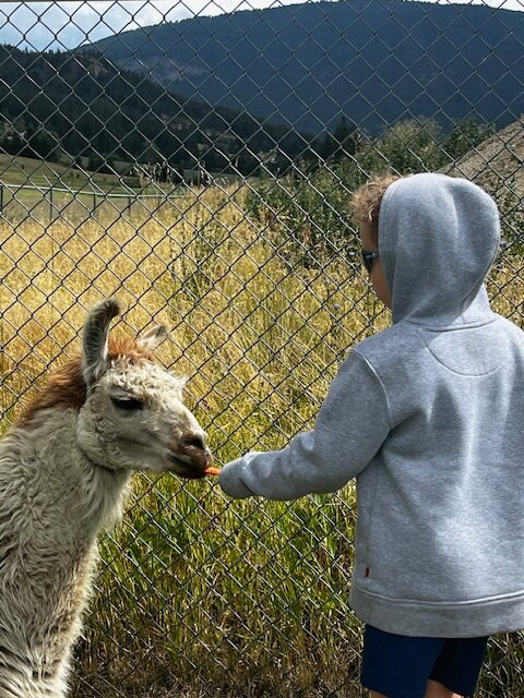 The Llama Sanctuary-Tappen必去景点