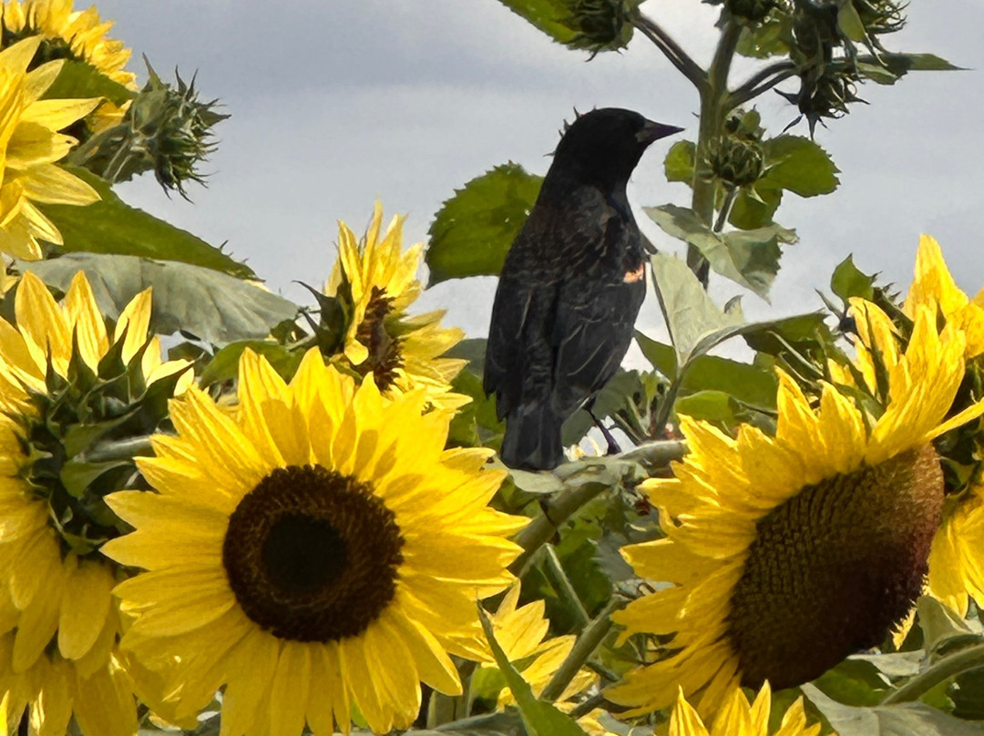Bauman's Farm and Garden-Gervais必去景点
