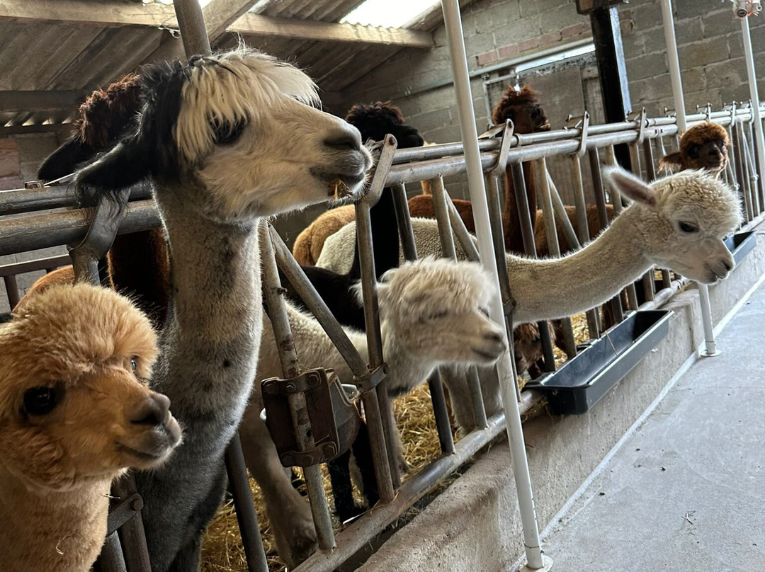 Alpacafarm Riethoven景点图片