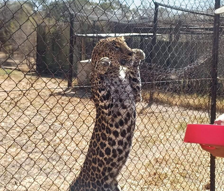 Moholoholo Wildlife Rehabilitation Centre景点图片