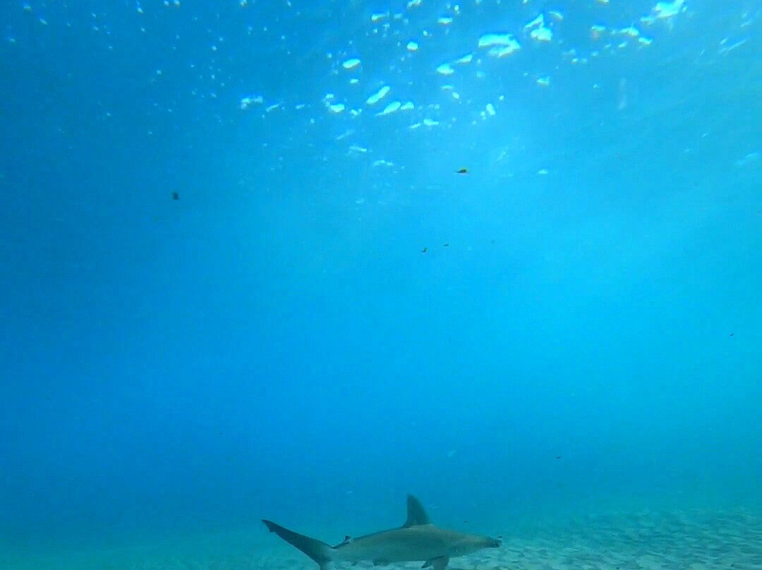 Rick's Dive School-希望岛必去景点