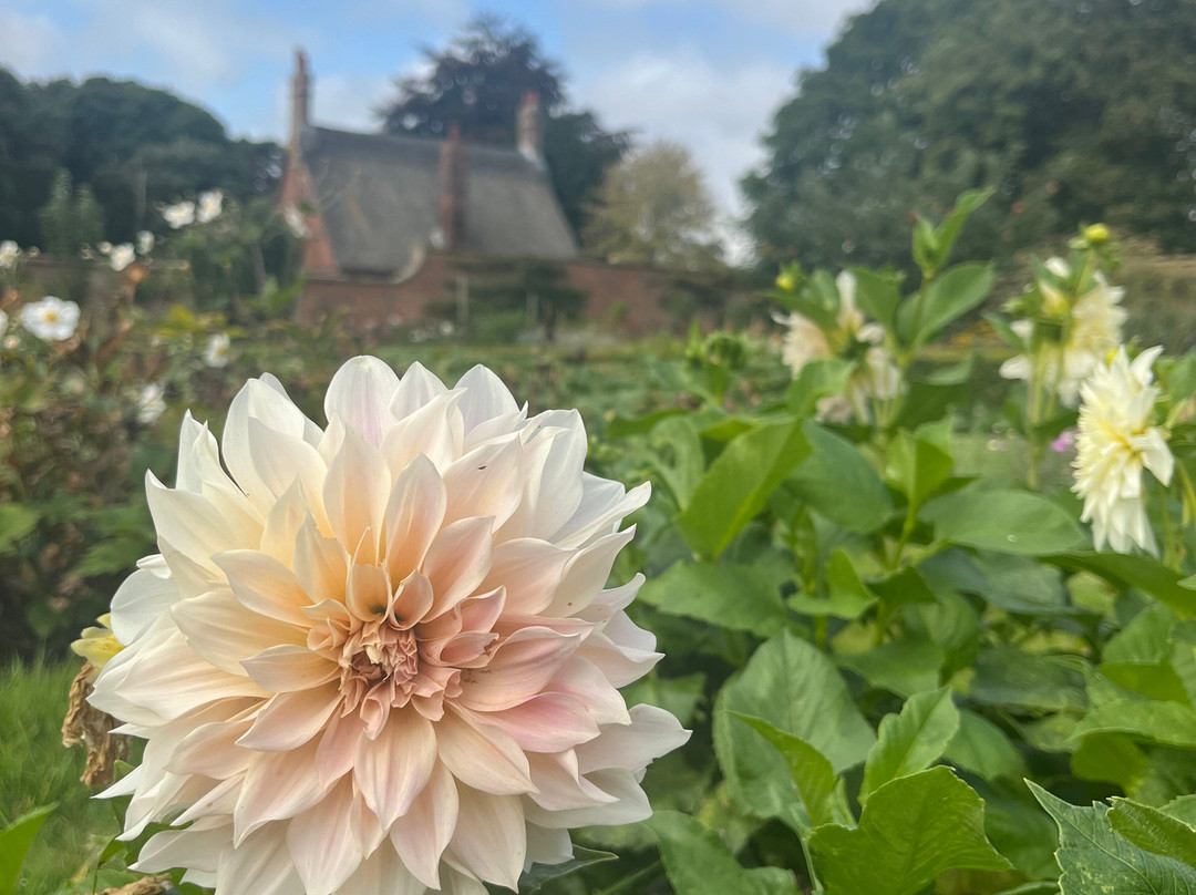 Somerleyton Hall Gardens景点图片