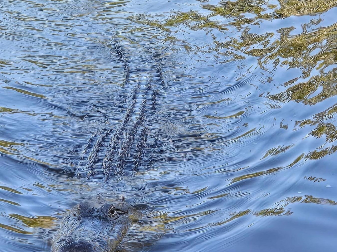 New Orleans Swamp Tours景点图片