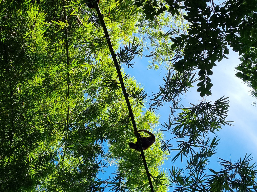 Bamboo Cathedral-Chaguaramas必去景点