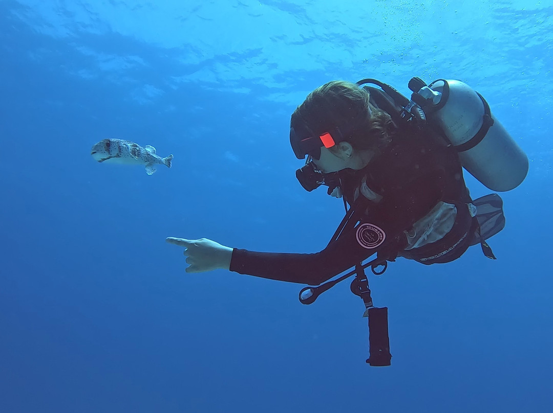 Octopus Diving Centre-Pereybere必去景点