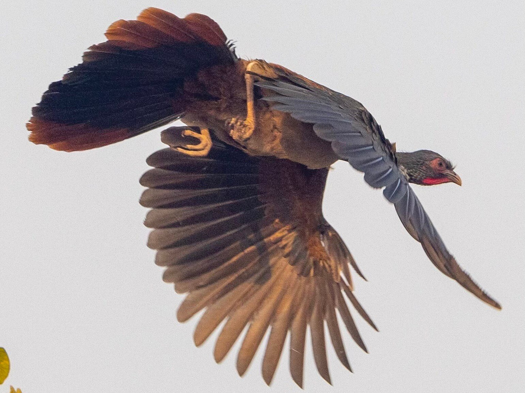 Pantanal Photo Tours景点图片