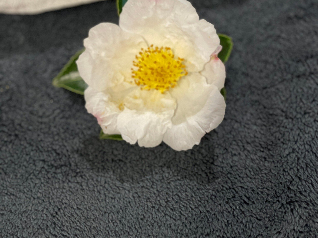 Leura Gardens Resort主图