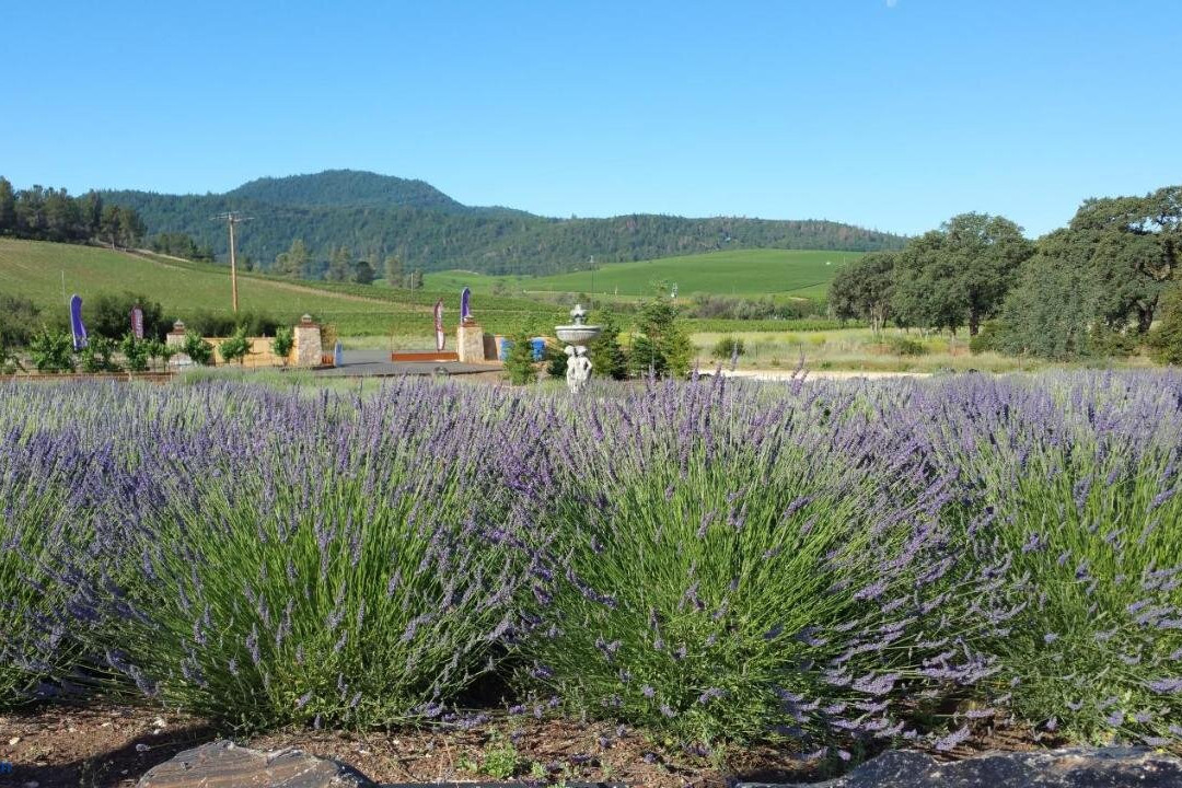 Thorn Hill Vineyards Villa Suites
