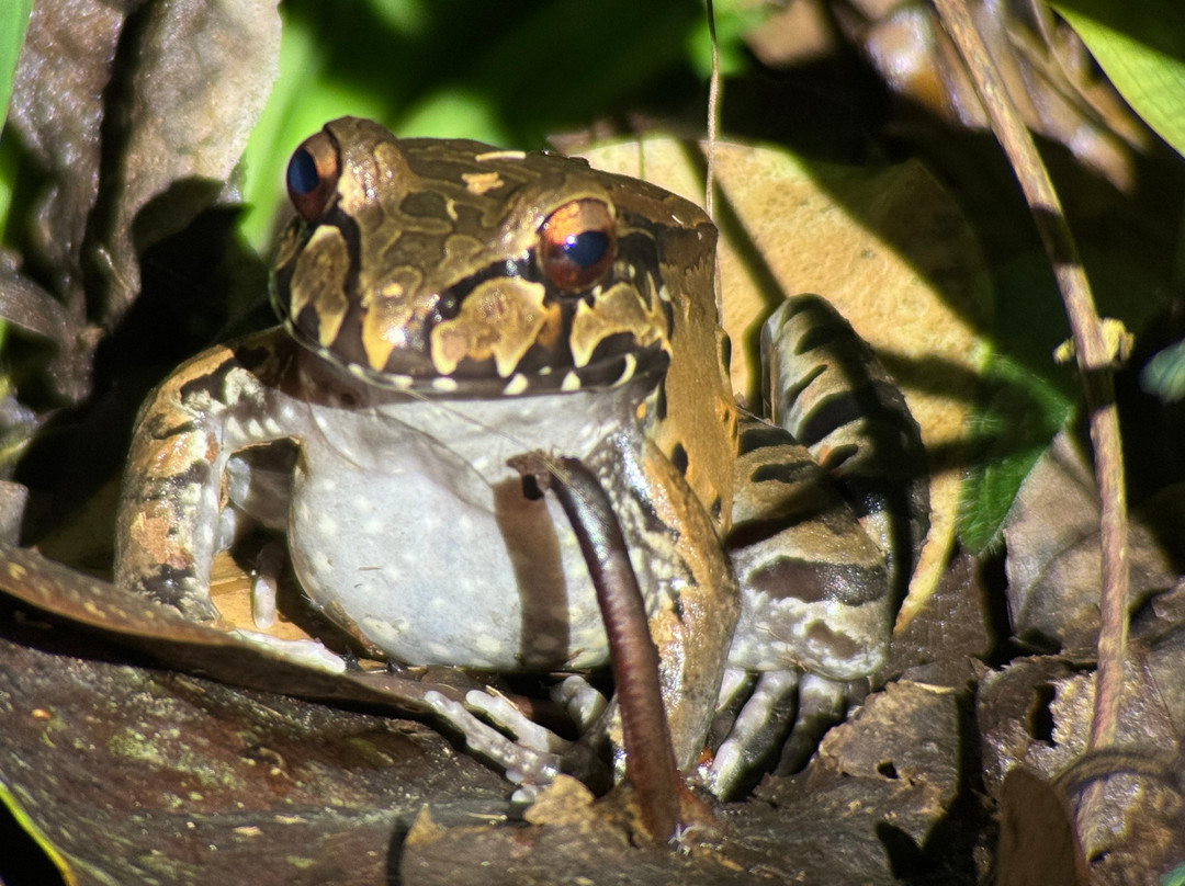 Jacamar Naturalist Tours-福德圣卡洛斯必去景点