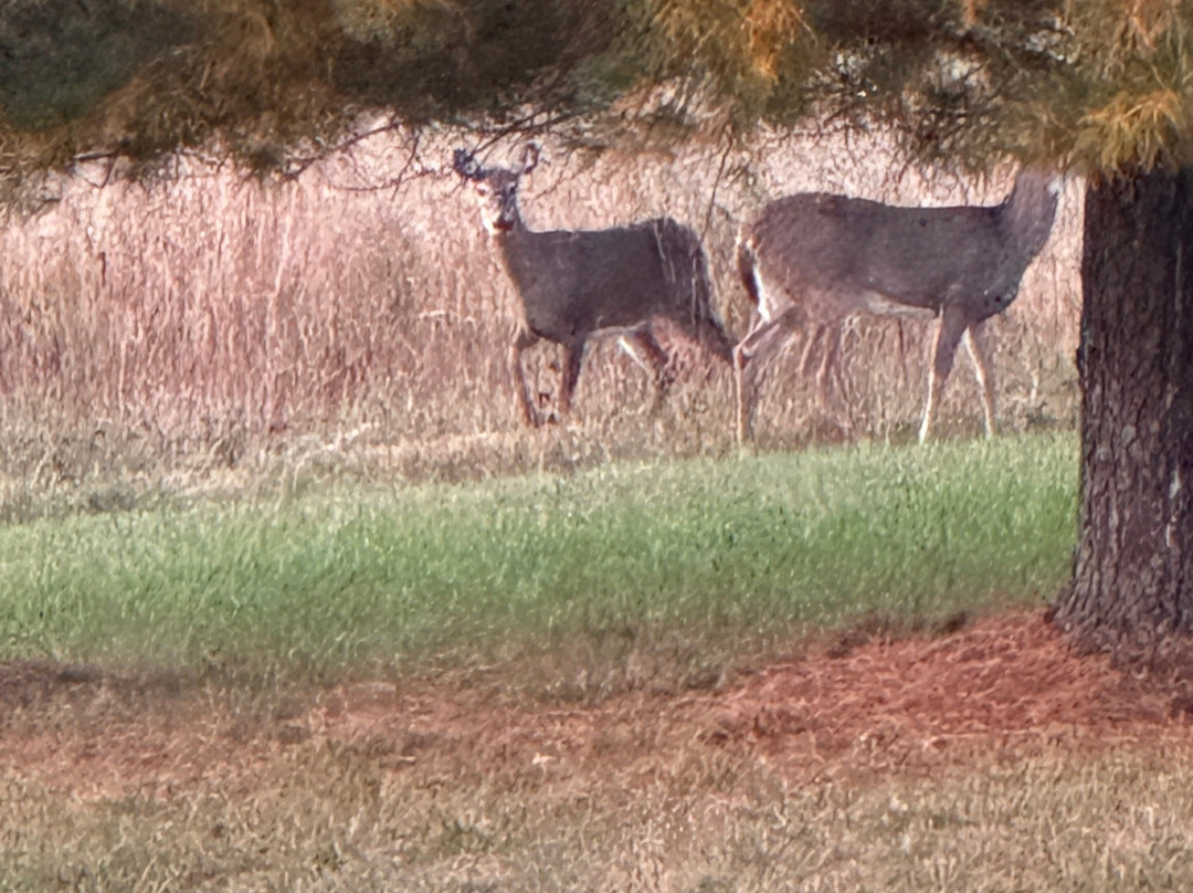 Fox Hill Bed & Breakfast Suites主图