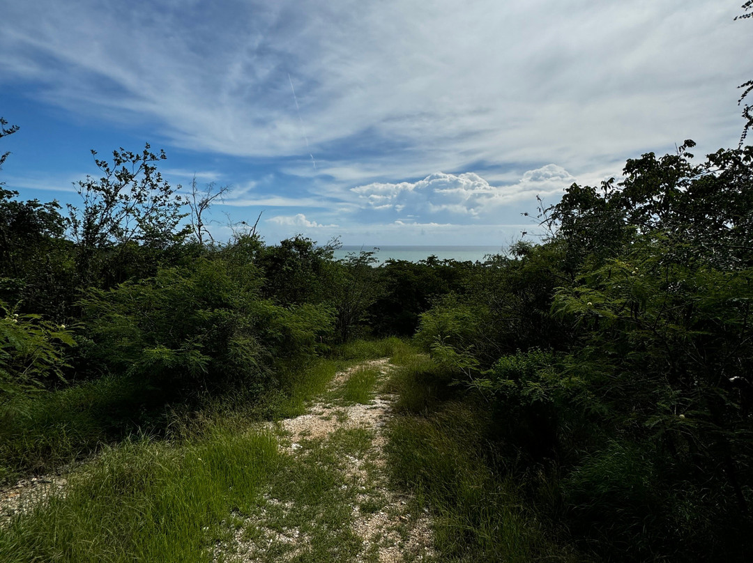 Bosque Estatal de Guánica景点图片
