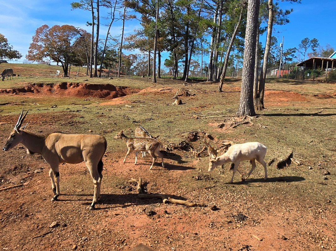 Wild Animal Safari-Pine Mountain必去景点