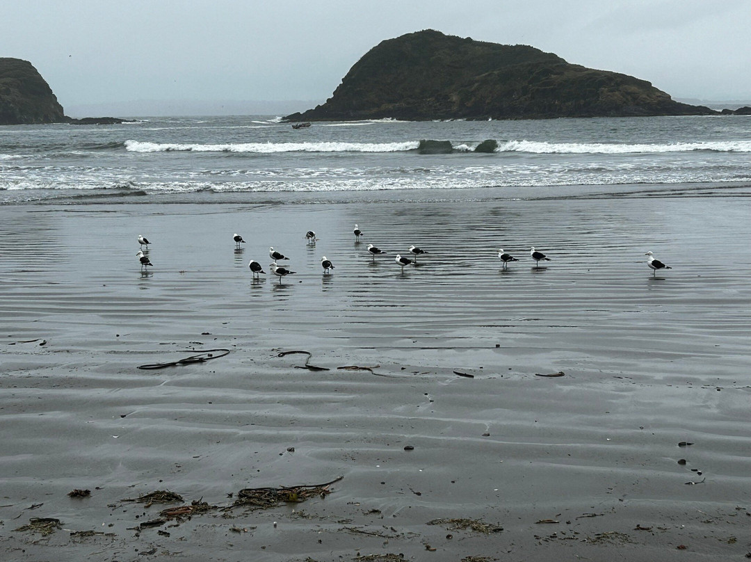 Islotes de Punihuil-奇洛埃岛必去景点