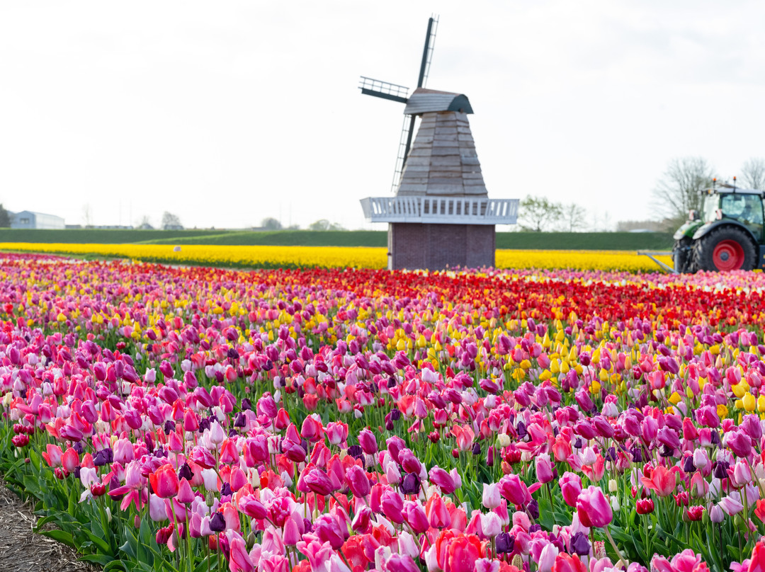 The Tulip Barn景点图片