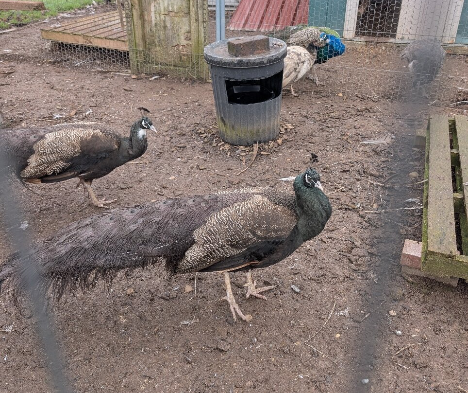 Peacocks Uk景点图片