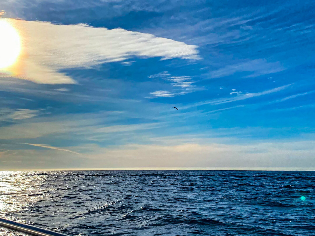Discovery Whale Watch-蒙特雷必去景点