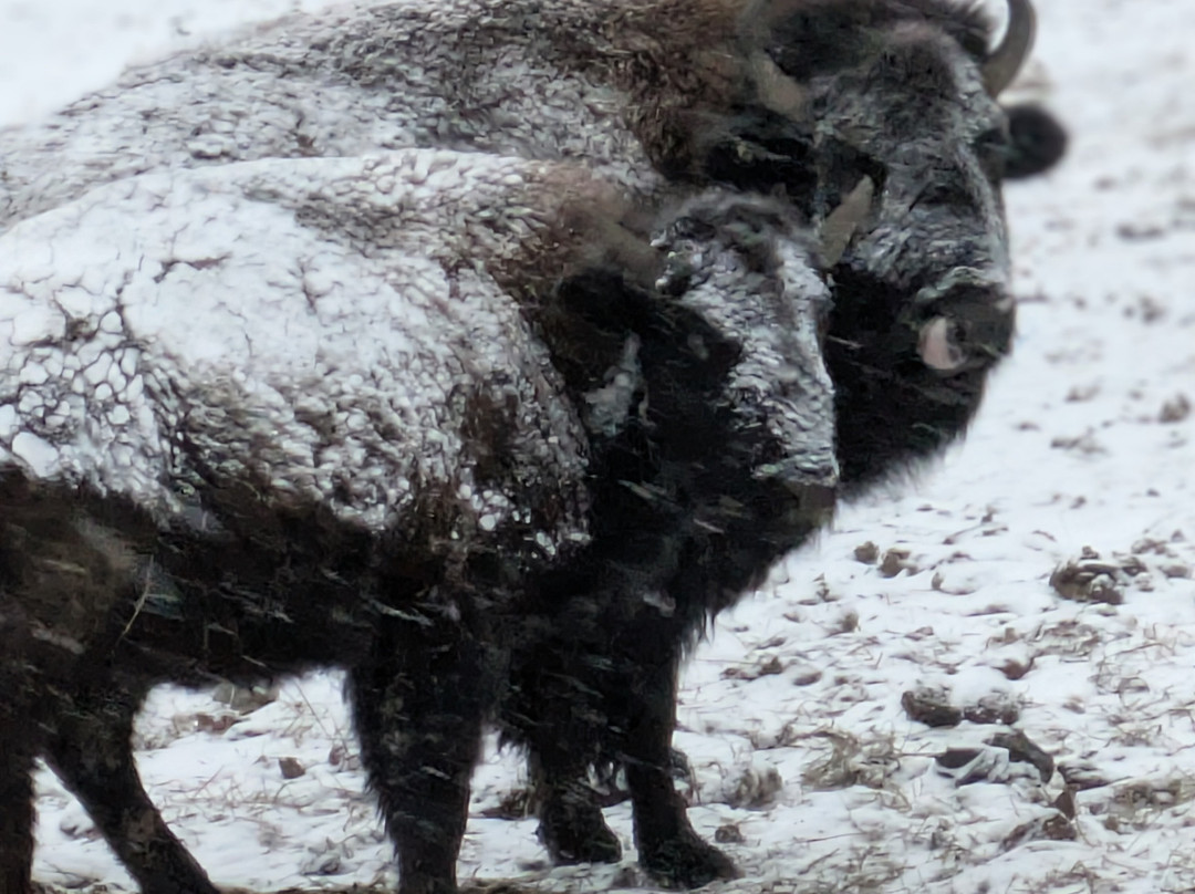 Wild Winds Buffalo Preserve景点图片